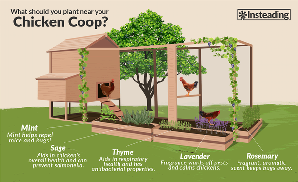 Using chickens in a permaculture garden – Broken Ground Permaculture