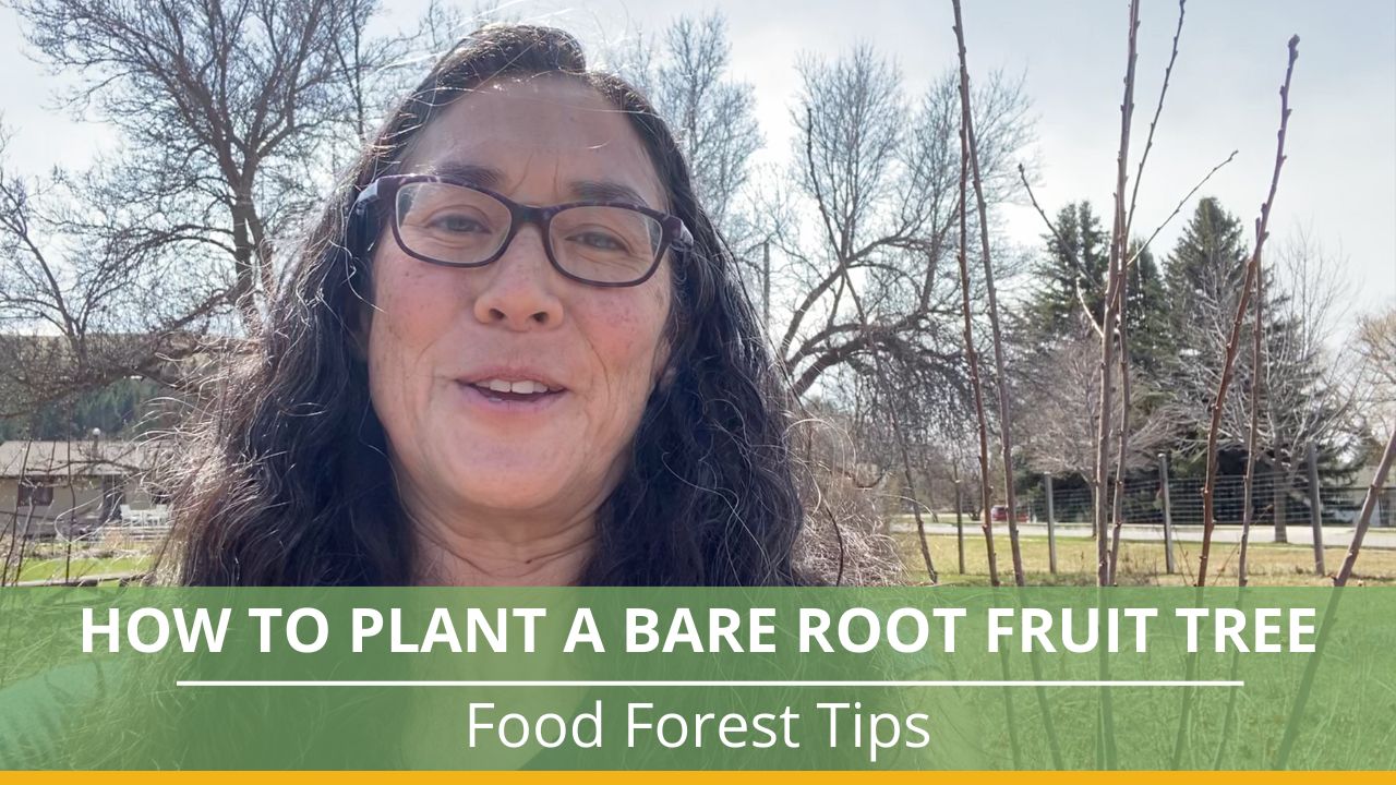 How to Plant a Bare Root Fruit Tree - Broken Ground Permaculture