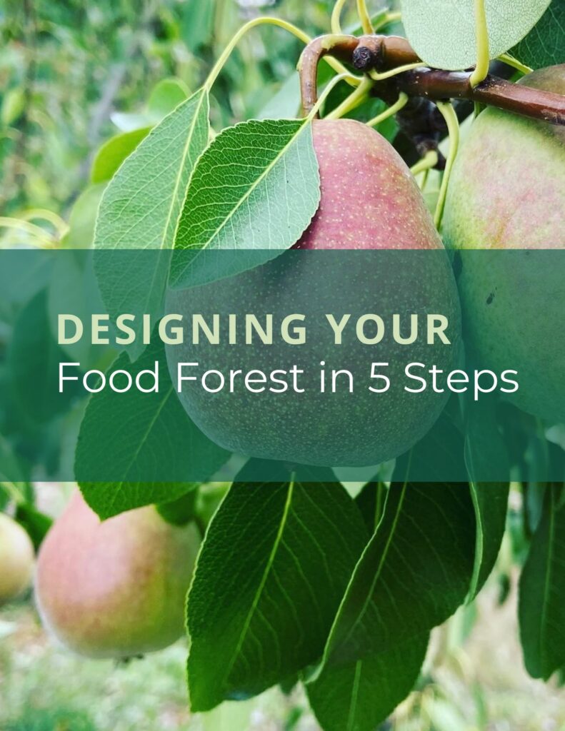 Desiging yoru food forest