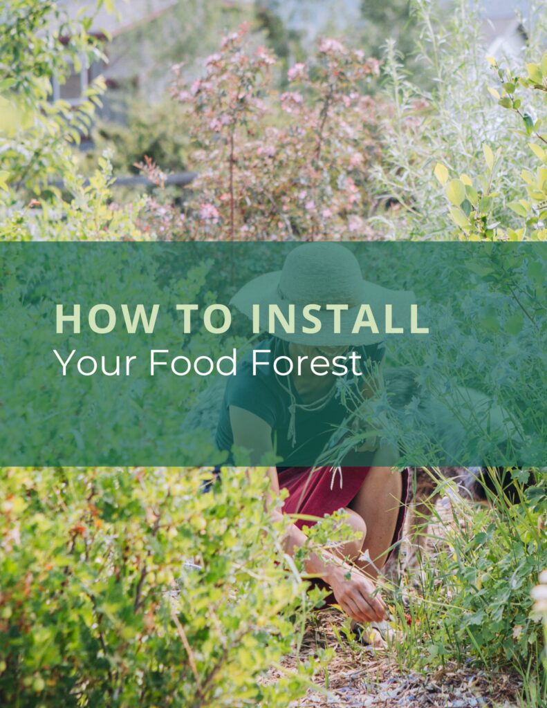 installing your food forest